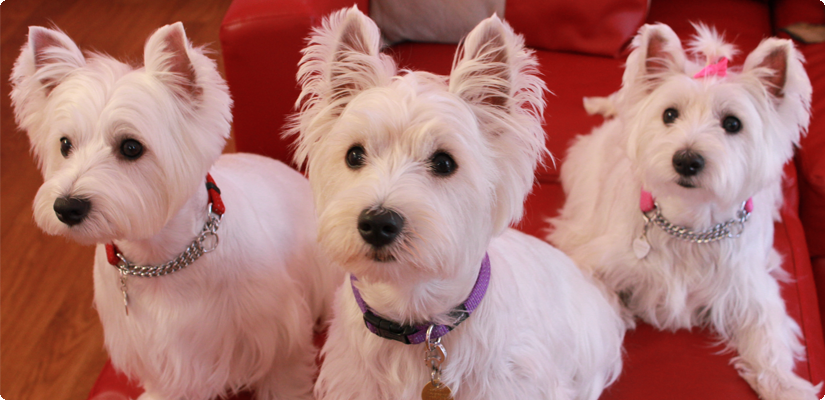 Doggies Daycare, Boarding & Grooming ALOHA DOG : Honolulu, Hawaii Doggies Daycare, Boarding & Grooming ALOHA DOG : Honolulu, Hawaii