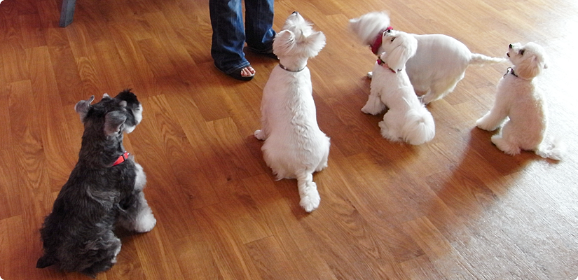 Doggies Daycare, Boarding & Grooming ALOHA DOG : Honolulu, Hawaii Doggies Daycare, Boarding & Grooming ALOHA DOG : Honolulu, Hawaii