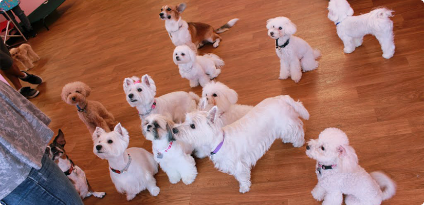 Doggies Daycare, Boarding & Grooming ALOHA DOG : Honolulu, Hawaii Doggies Daycare, Boarding & Grooming ALOHA DOG : Honolulu, Hawaii