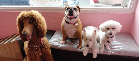 Doggies Daycare, Boarding & Grooming ALOHA DOG