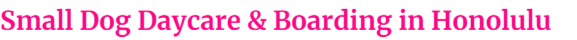 Small Dog Daycare & Boarding in Honolulu